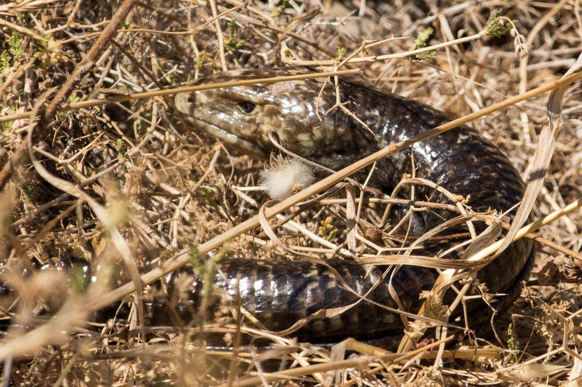 Ilustrasi glass lizard (commons.m.wikimedia.org/MinoZig)