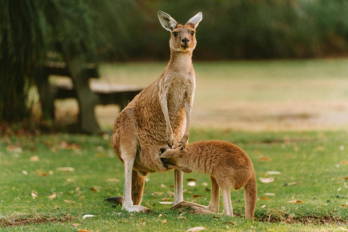 ilustrasi kanguru di Yanchep National Park (pexels.com/Line Knipst)