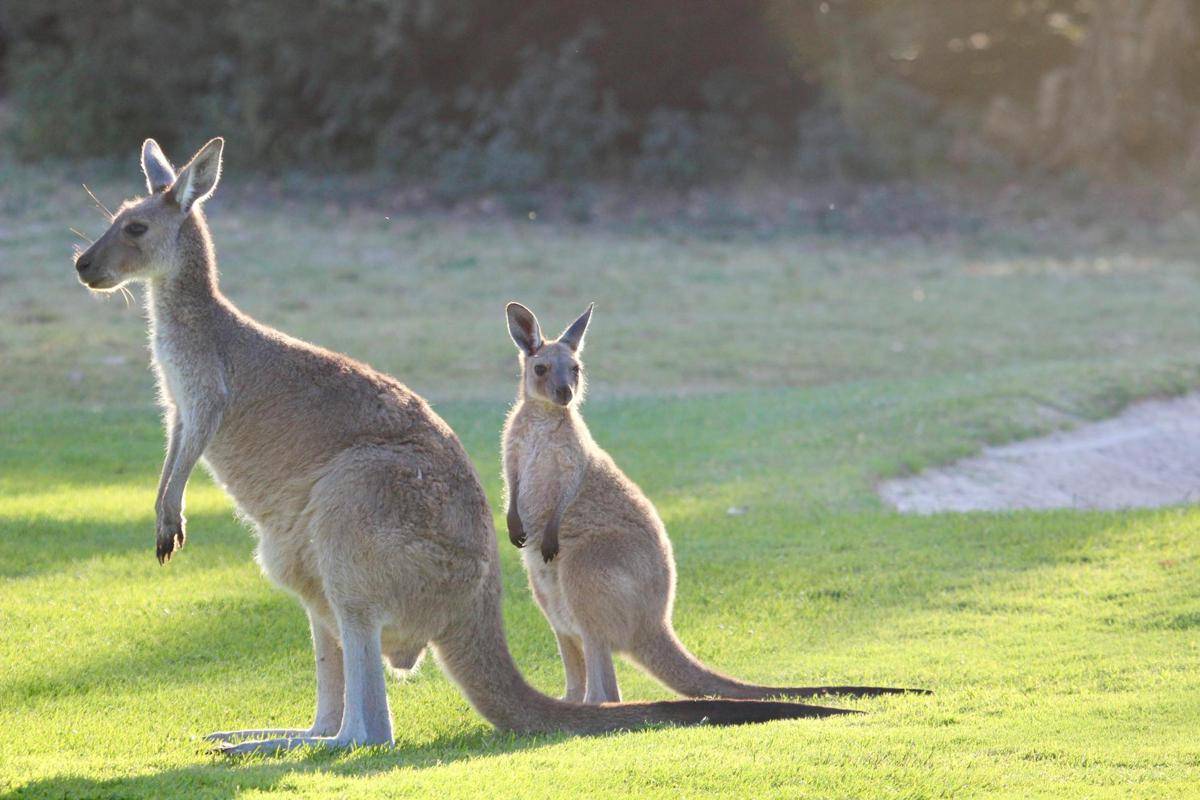 ilustrasi kanguru di Woodlands Historic Park (pexels.com/Mark McMillan)