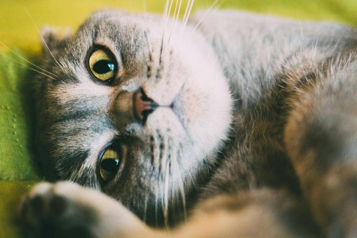 ilustrasi kucing purring (pexels.com/Maria Tyutina)