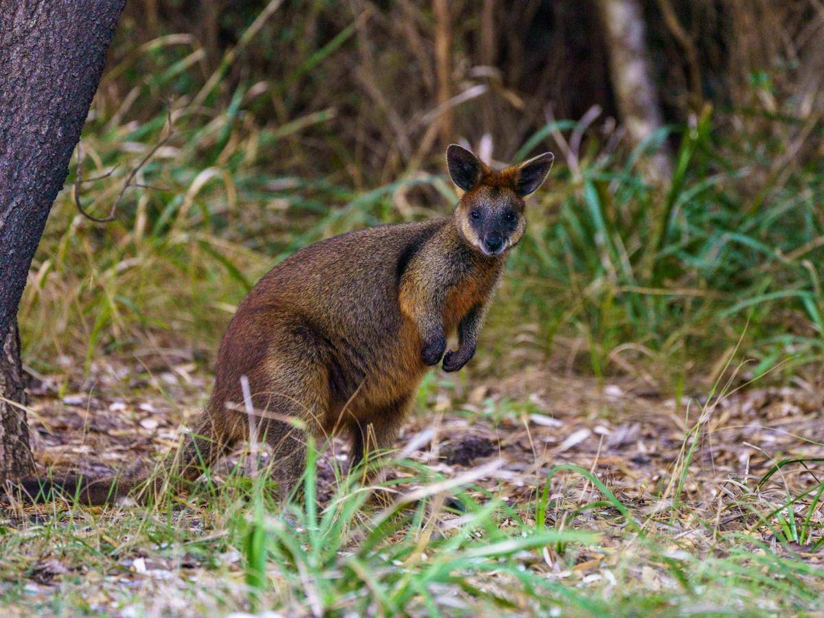 ilustrasi kanguru di Kangaroo Island (pexels.com/suellen baker)