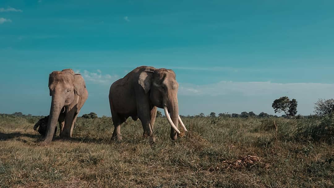 Potret Gajah di Way Kambas (instagram.com/tamannasionalwaykambas)