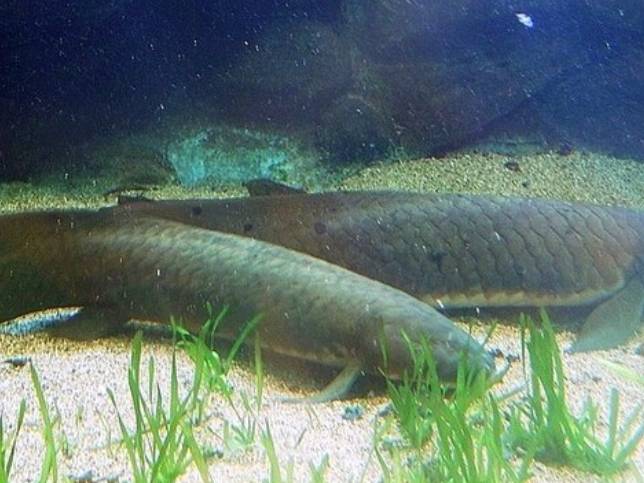 potret lungfish (commons.wikimedia.org/Unknown author)