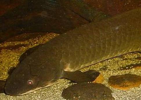 potret lungfish (commons.wikimedia.org/User:Tannin)