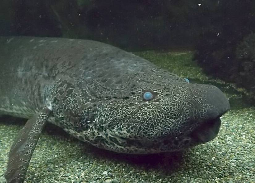 potret lungfish (commons.wikimedia.org/George Berninger Jr.)