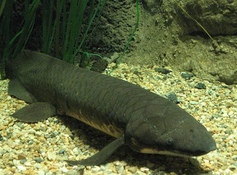 potret lungfish (commons.wikimedia.org/Mitch Ames)