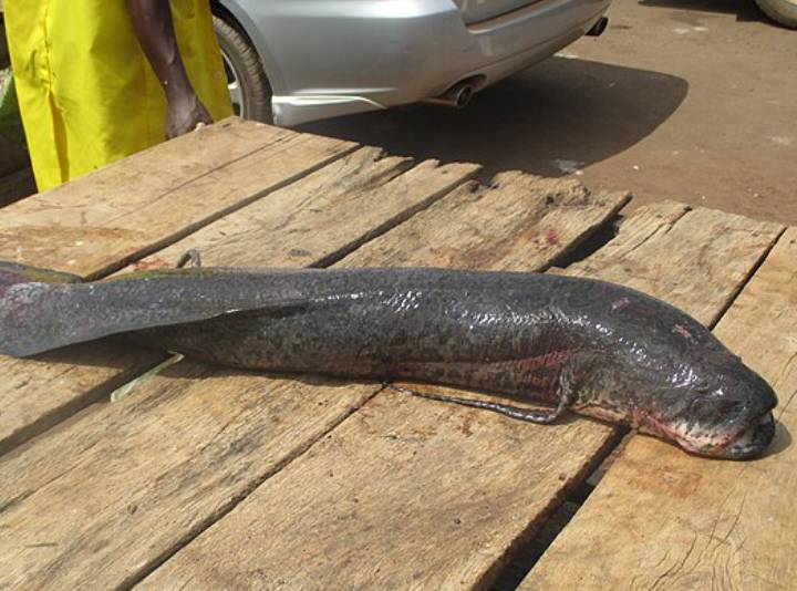 potret lungfish (commons.wikimedia.org/Faintsmoke)