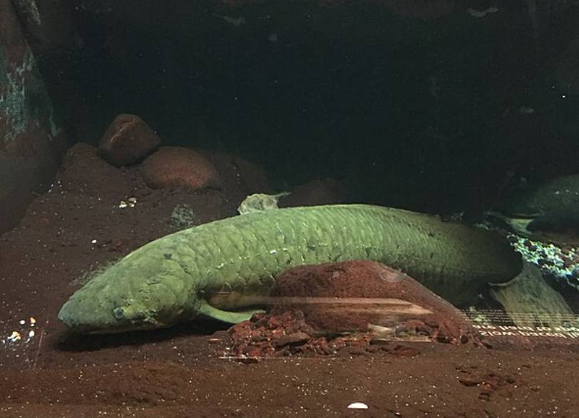 potret lungfish (commons.wikimedia.org/CusterDome)
