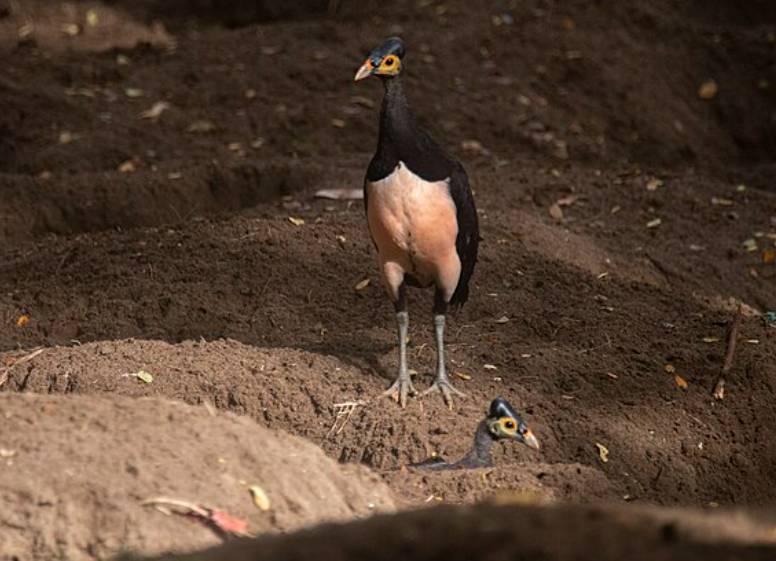 potret burung maleo (commons.wikimedia.org/Syaiful Mooduto)