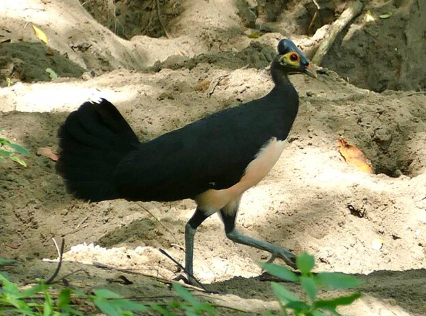 potret burung maleo (commons.wikimedia.org/Jean-Paul Boerekamps)