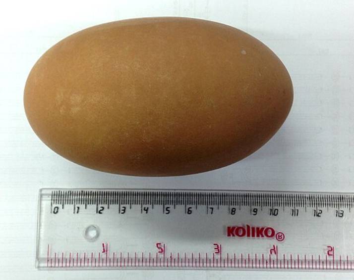 potret telur burung maleo (commons.wikimedia.org/Arisdp)