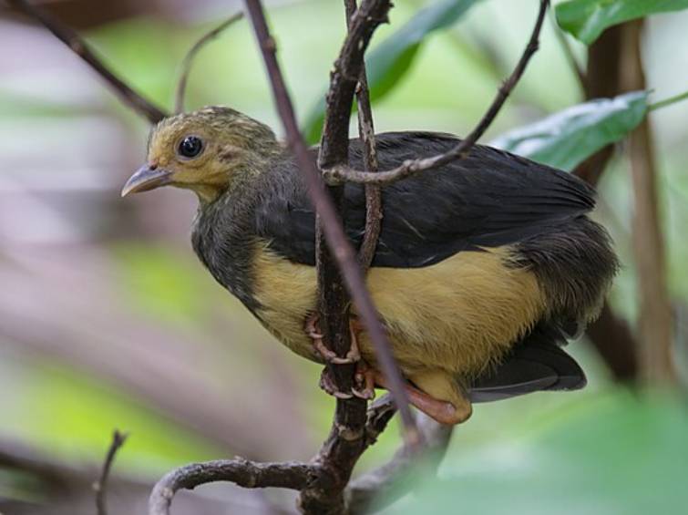 potret burung maleo (commons.wikimedia.org/Syaiful Mooduto)