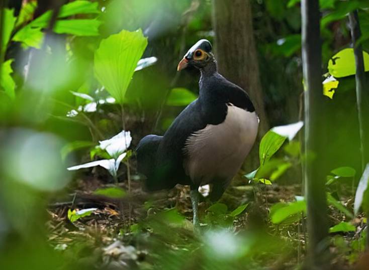 potret burung maleo (commons.wikimedia.org/JJ Harrison)
