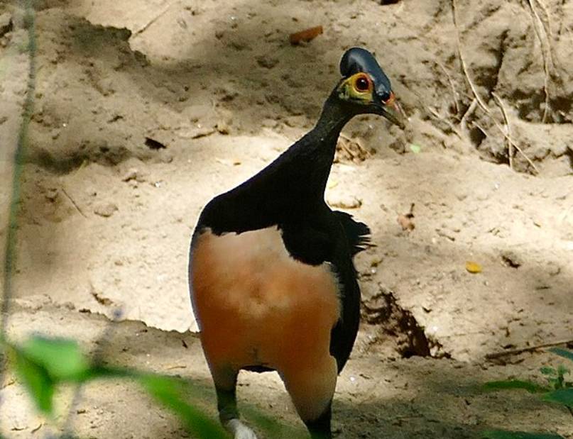 potret burung maleo (commons.wikimedia.org/Jean-Paul Boerekamps)