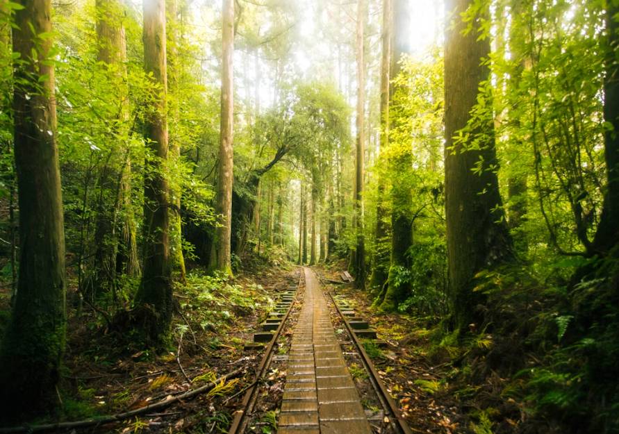 potret Pulau Yakushima (unsplash.com/Marek Piwnicki)
