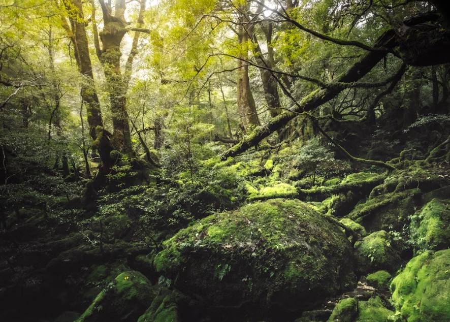 potret Pulau Yakushima (unsplash.com/Marek Piwnicki)