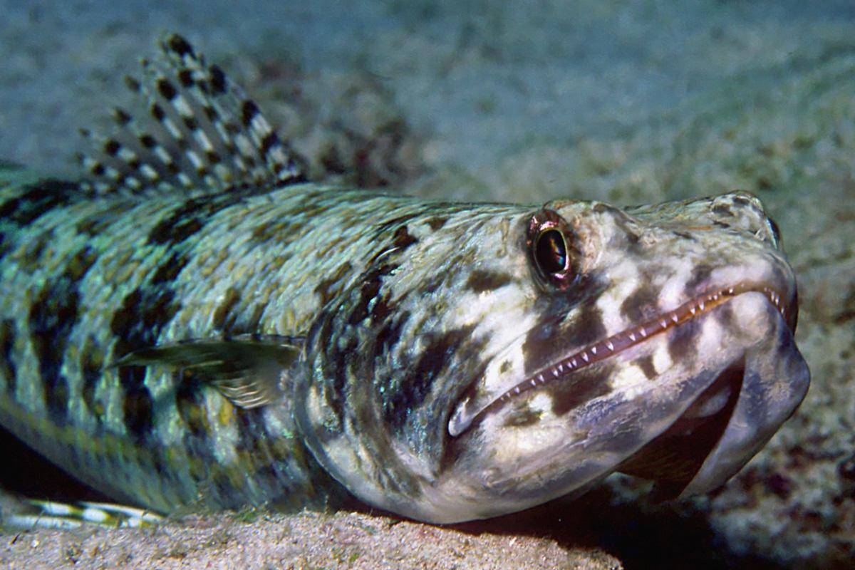 ikan penyelam pasir (commons.wikimedia.org/LASZLO ILYES)