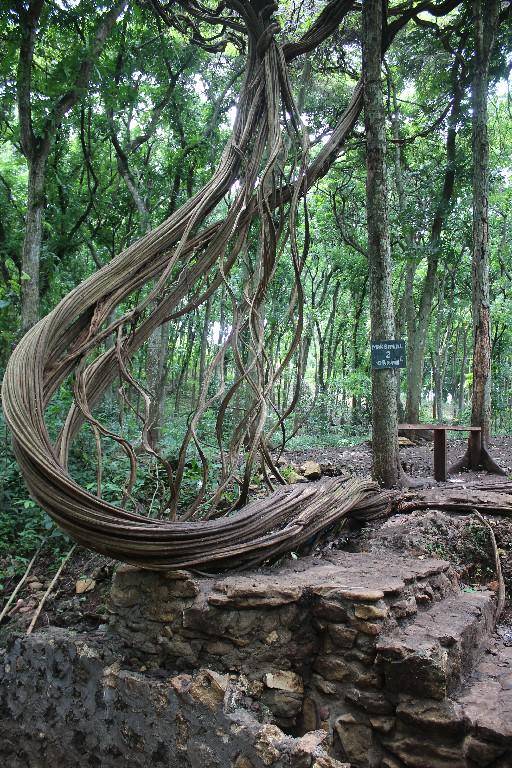 Wisata Pohon Trinil