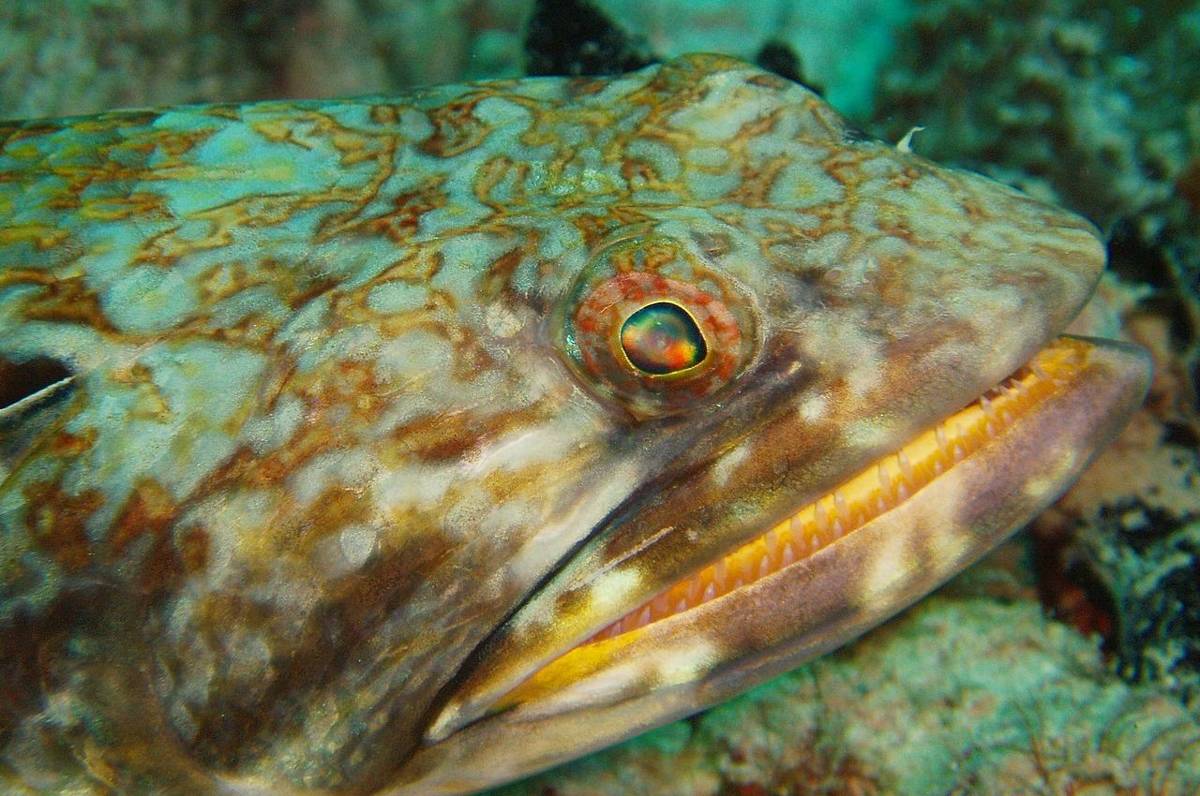 ikan penyelam pasir (commons.wikimedia.org/Becky A. Dayhuff)