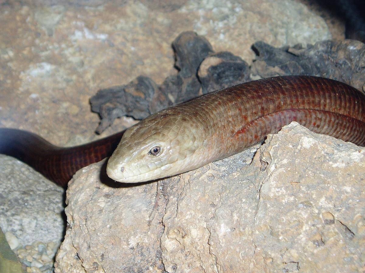 Ilustrasi glass lizard (commons.m.wikimedia.org/Zoo Zagreb)