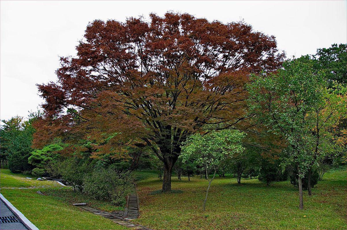potret taman di Mangyongdae Native House (commons.wikimedia.org/Uwe Brodrecht)