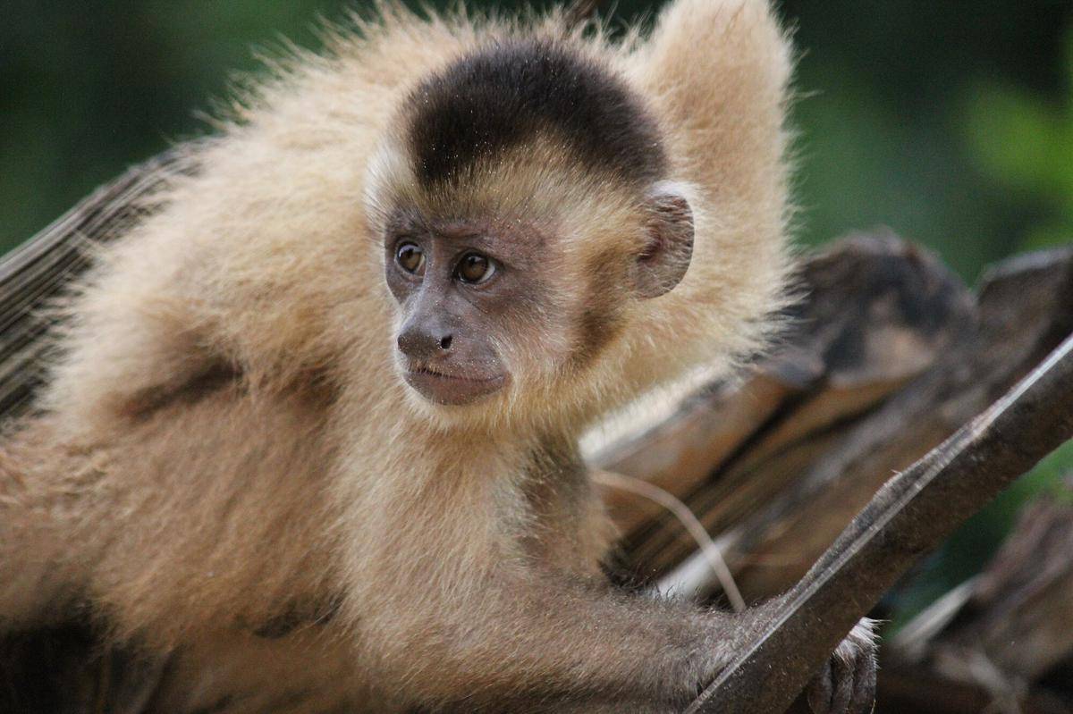Ka’apor Capuchin (commons.m.wikimedia.org/Ricardo Ferreira Esteves)