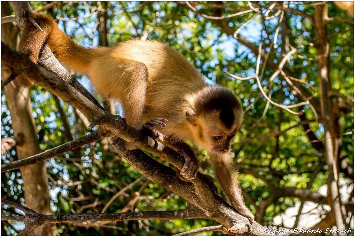 Ka’apor Capuchin (commons.m.wikimedia.org/C.Strauch)