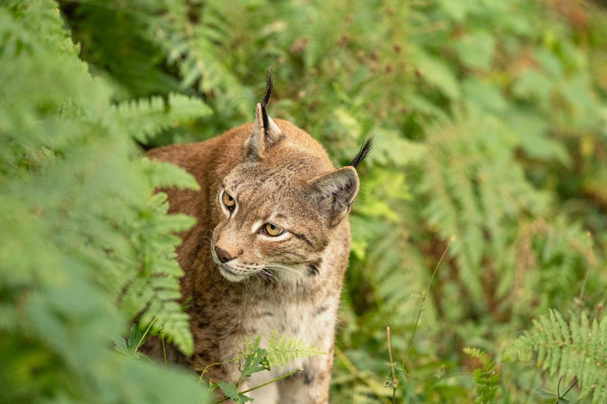 ilustrasi lynx eurasia (pexels.com/Miguel Cuenca)