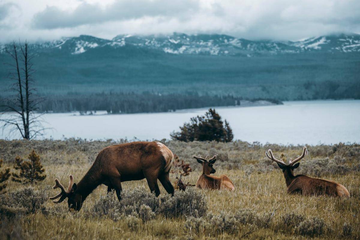 ilustrasi rusa elk (pexels.com/Yuanpang Wa)