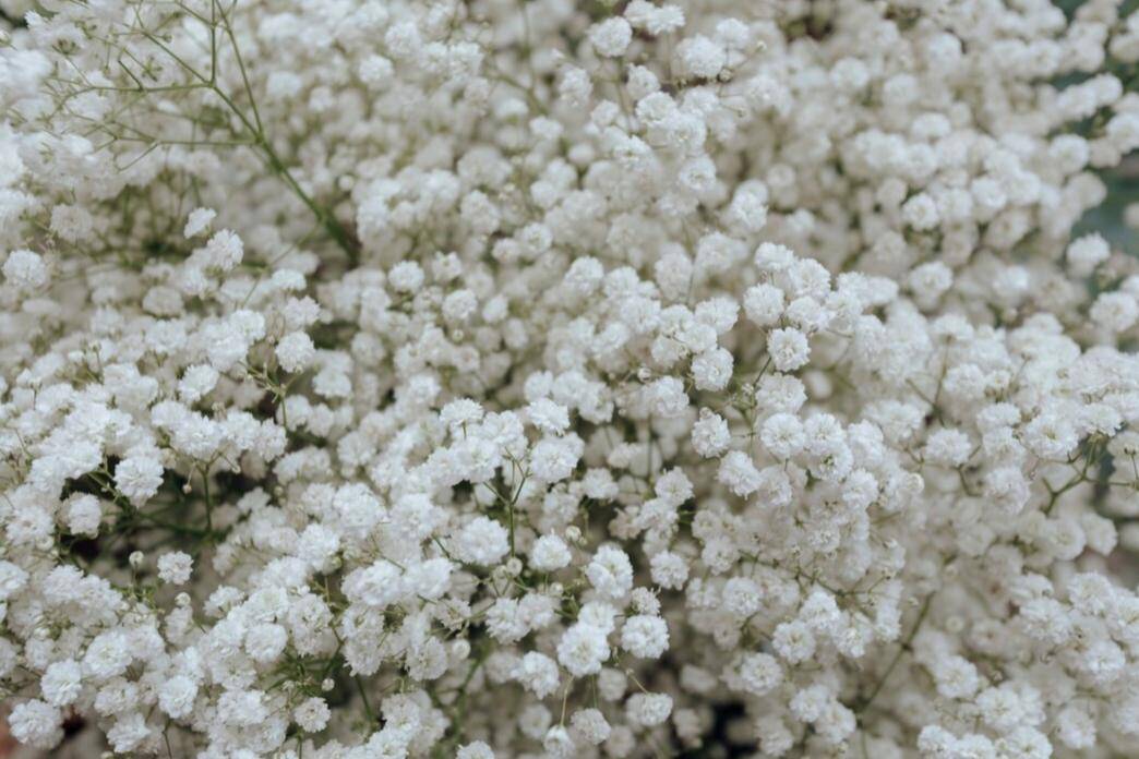 Bunga Baby’s Breath (freepik.com/rawpixel.com)