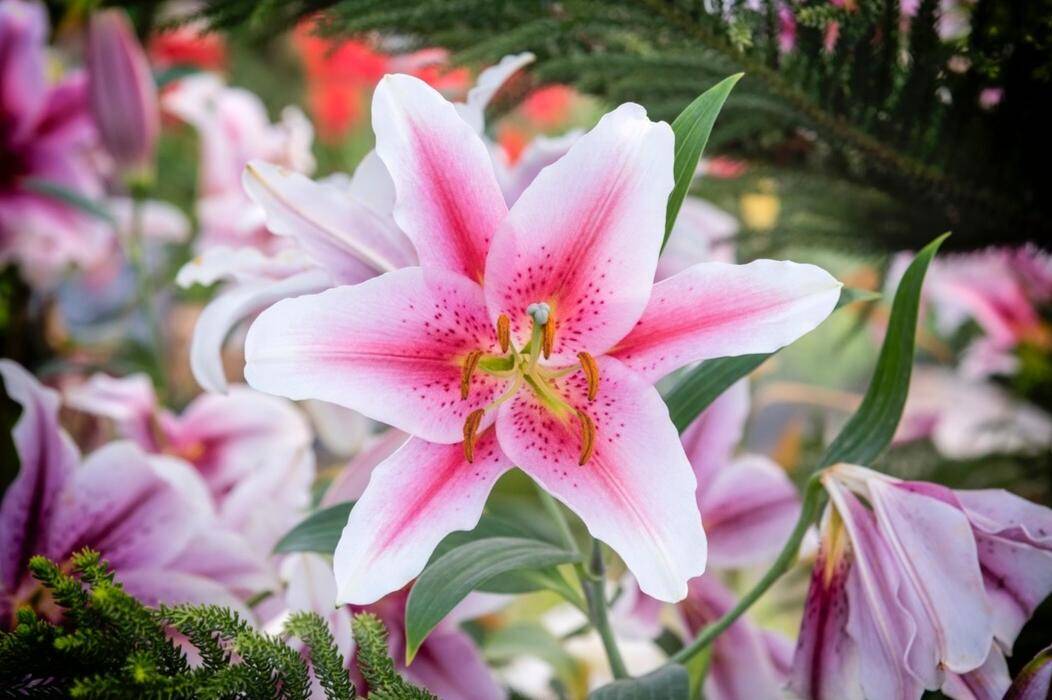 Bunga Lily (freepik.com/Waewkidja)