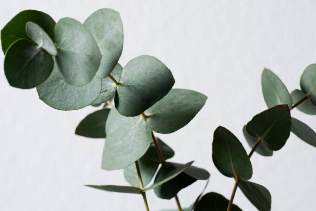 Eucalyptus (freepik.com/freepik)