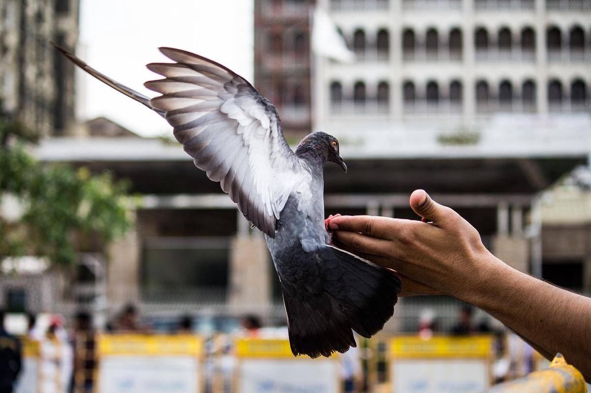 Ilustrasi pelepasan burung merpati (pixabay.com/thelocalguide)