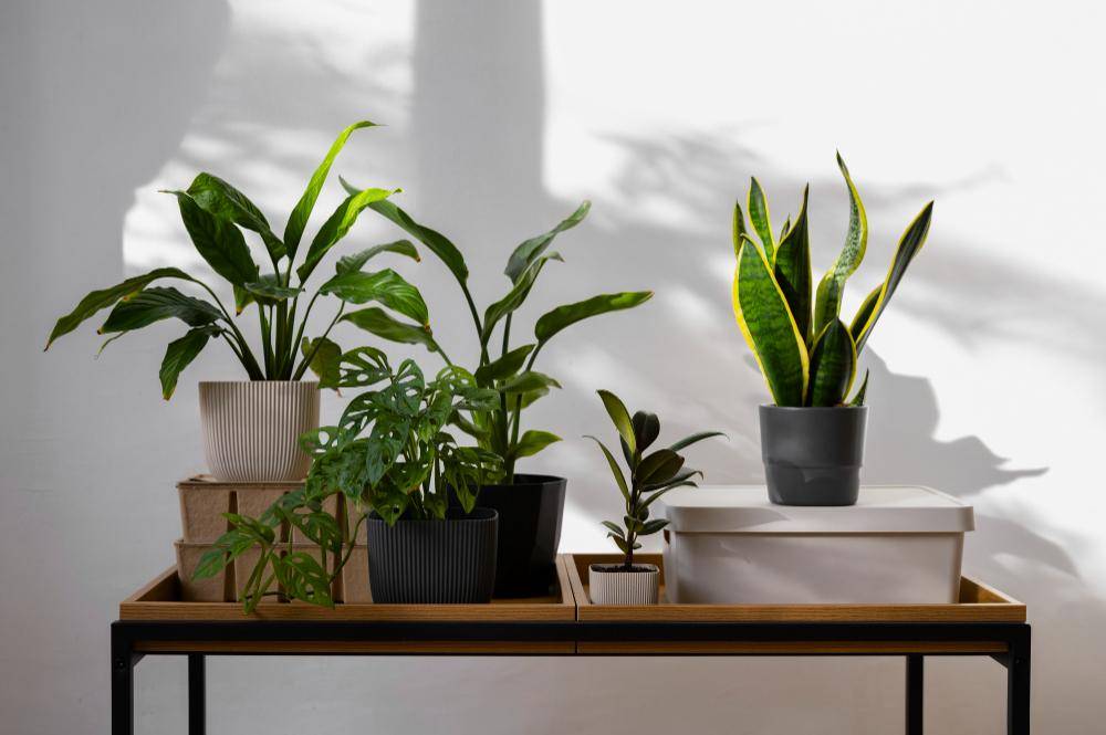 ilustrasi tanaman indoor
