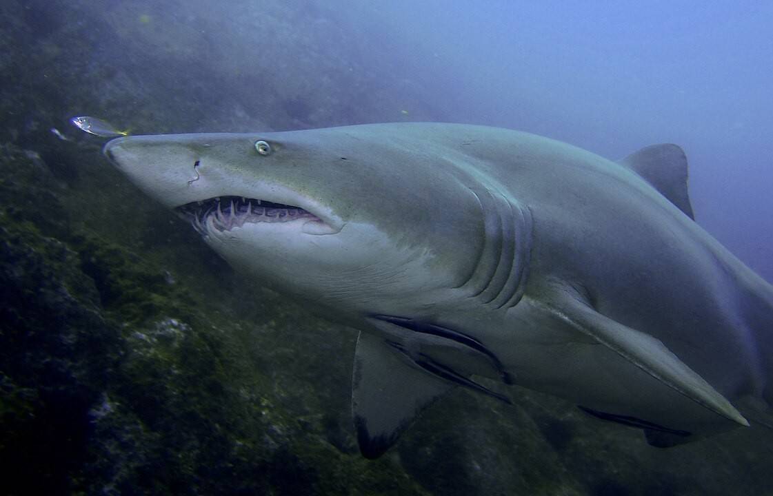 hiu macan pasir (commons.wikimedia.org/Christopher Mark)