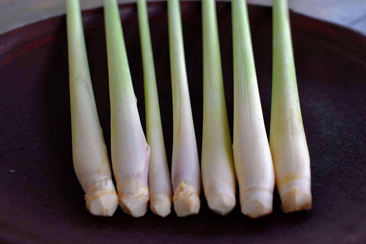 ilustrasi lemongrass (pixabay.com/WonderfulBali)