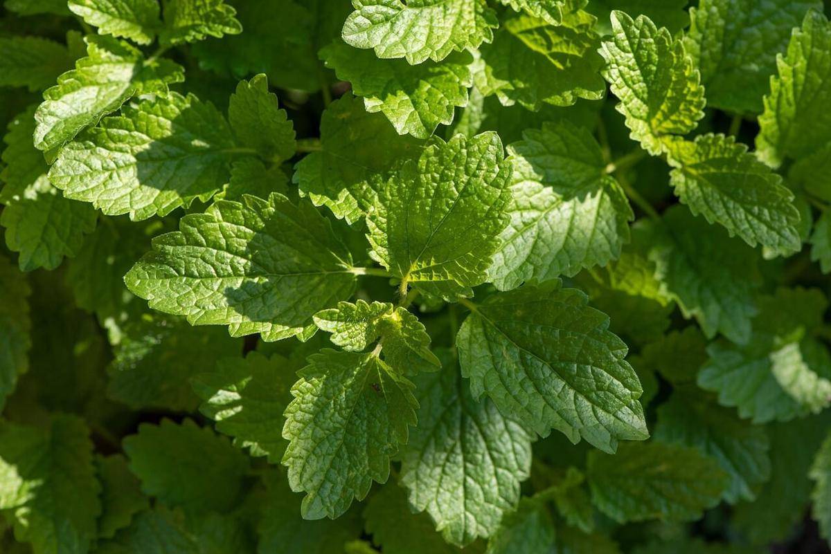 ilustrasi tanaman lemon balm (pixabay.com/Pezibear)