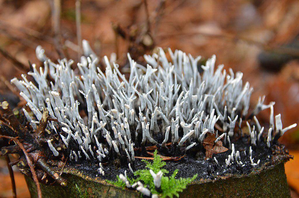 Jamur Xylaria hypoxylon (commons.wikimedia.org/Henk Monster)