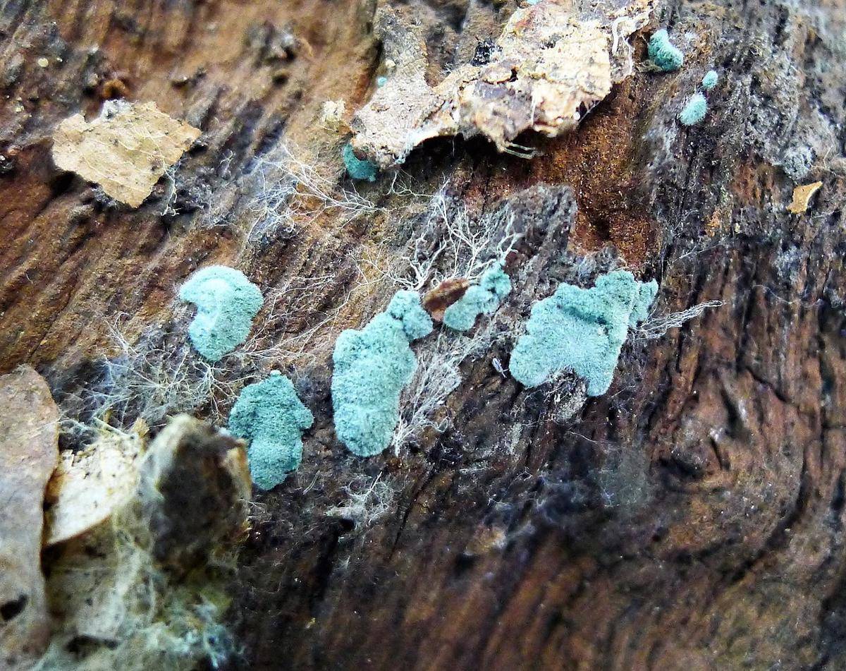 Jamur Trichoderma (commons.wikimedia.org/gailhampshire)