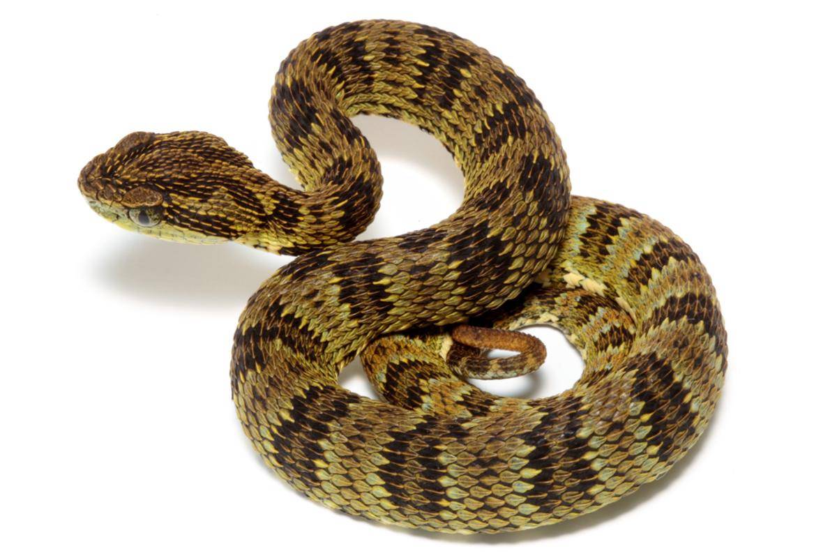 viper hutan andes (commons.wikimedia.org/Juan Carlos Sánchez-BIOWEB)