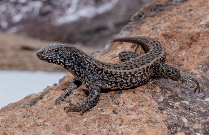 Liolaemus tacnae (commons.wikimedia.org/José Cerdeña, Jackie Farfán, dan Aarón J. Quiro)