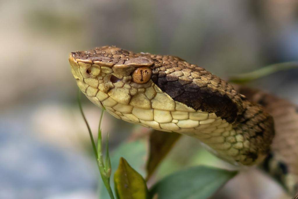 lancehead andes (inaturalist.org/John Sullivan)