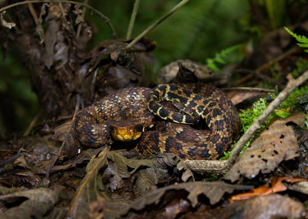 lancehead andes (inaturalist.org/Wilbert Camacho Guillen)