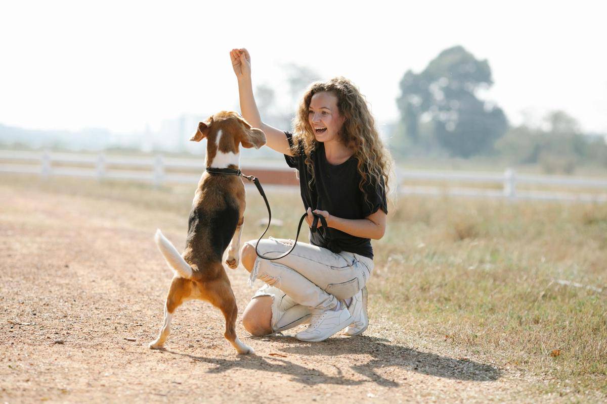 ilustrasi memelihara anjing (pexels.com/Blue Bird)