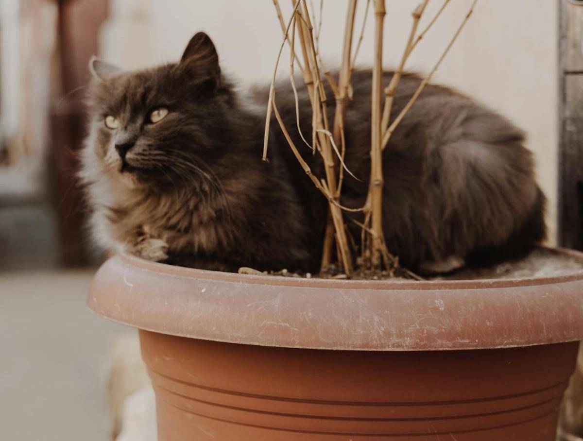 ilustrasi kucing di dalam pot tanaman (pexels.com/ROMAN ODINTSOV)