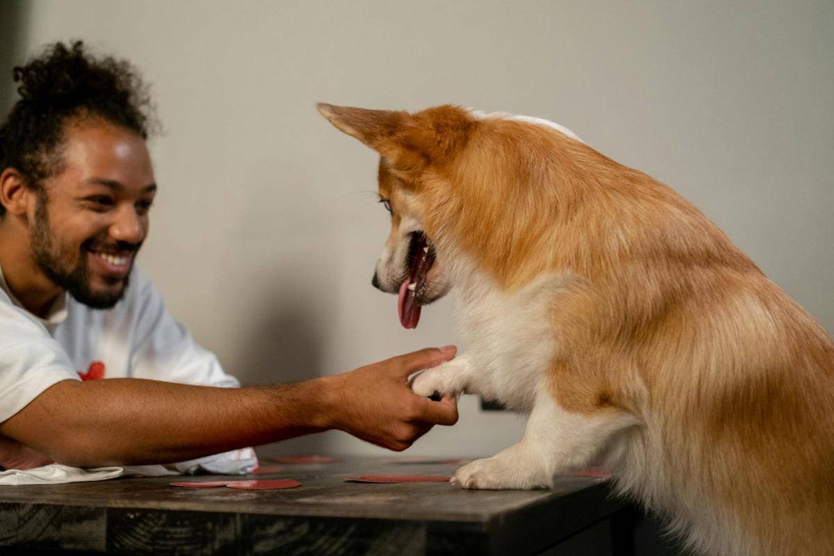 ilustrasi bermain bersama anjing
