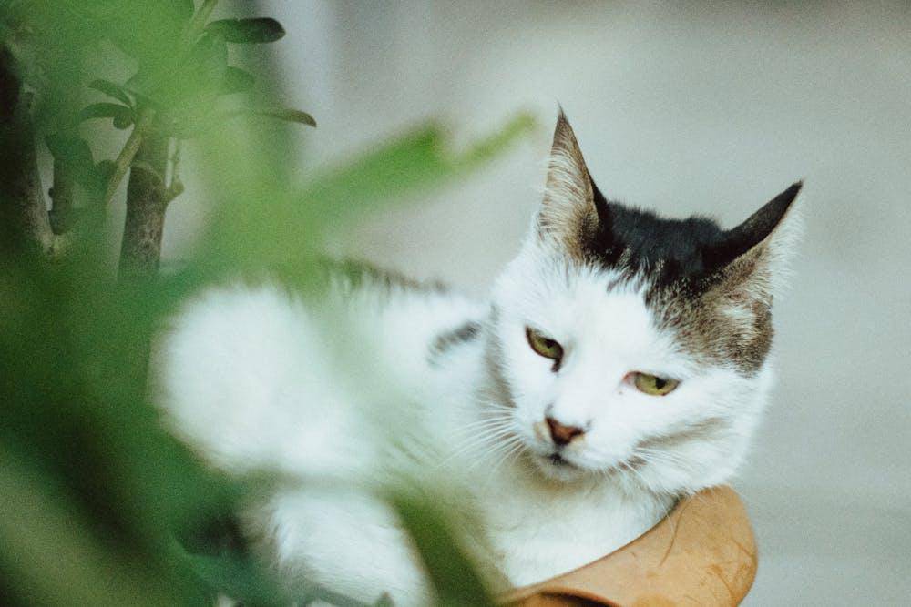 ilustrasi kucing di dalam pot tanaman (pexels.com/Oğuzhan Karataş)