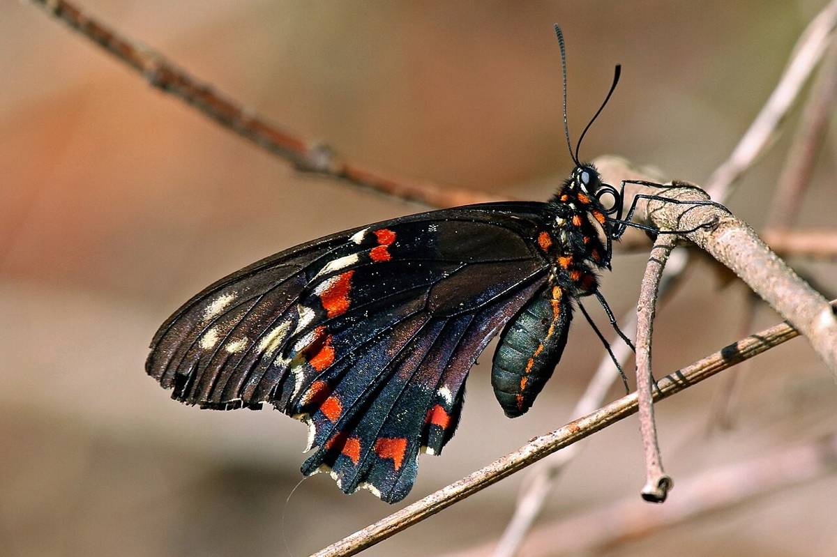 ilustrasi hewan endemik (commons.wikimedia.org/Charles J. Sharp)