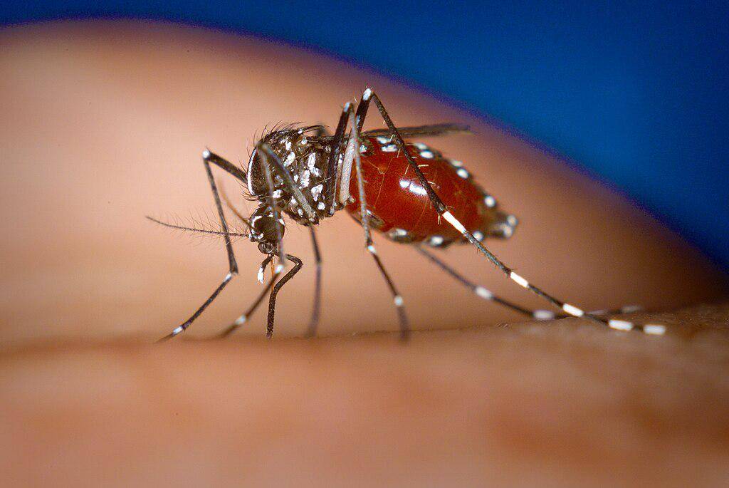 Nyamuk Aedes albopictus betina, penyebar virus chikungunya. (en.m.wikipedia.org/James Gathany, CDC)