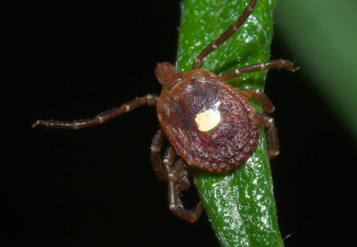 kutu bintang tunggal (commons.wikimedia.org/Robert Webster)